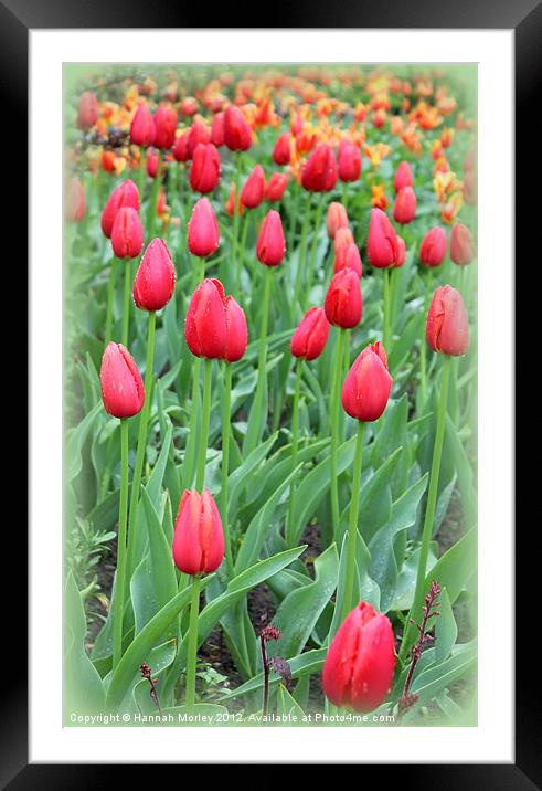 Sea of Tulips Framed Mounted Print by Hannah Morley