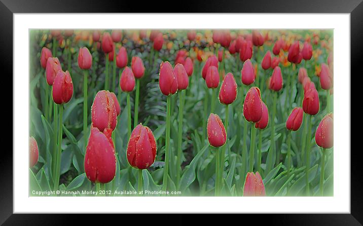 Sea of Red Tulips Framed Mounted Print by Hannah Morley