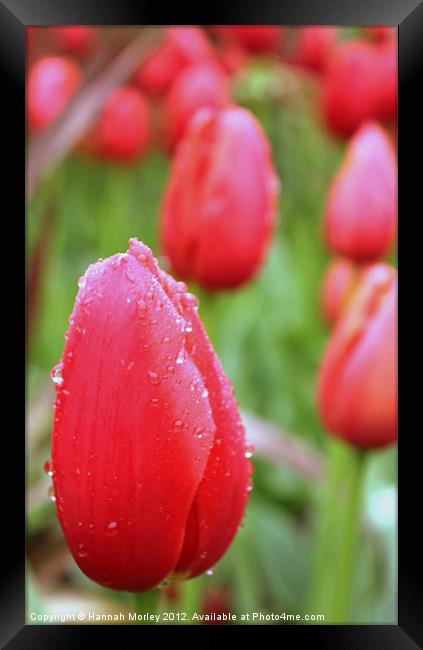 Red Tulips Framed Print by Hannah Morley