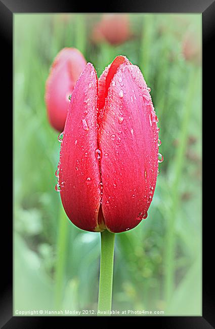 Tulip Framed Print by Hannah Morley