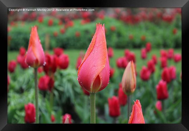 Pink Tulip Framed Print by Hannah Morley