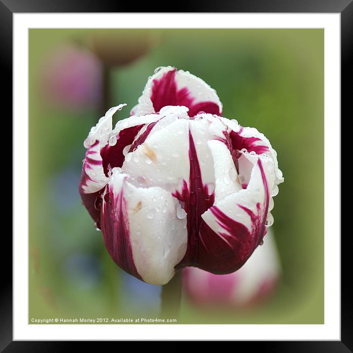 Magenta & White Tulip Framed Mounted Print by Hannah Morley