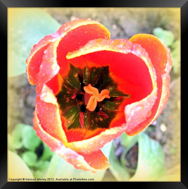 Tulip Stamen Framed Print by Hannah Morley