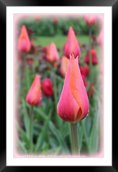 Pink & Orange Tulip Framed Mounted Print by Hannah Morley