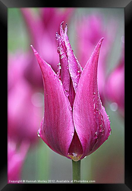 Pink Tulip Framed Print by Hannah Morley