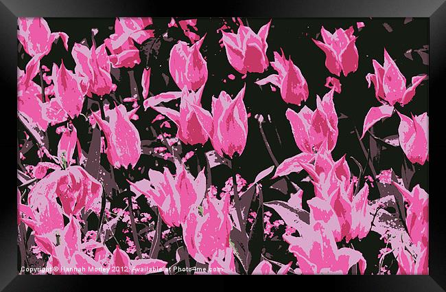 Hot Pink Tulips Framed Print by Hannah Morley