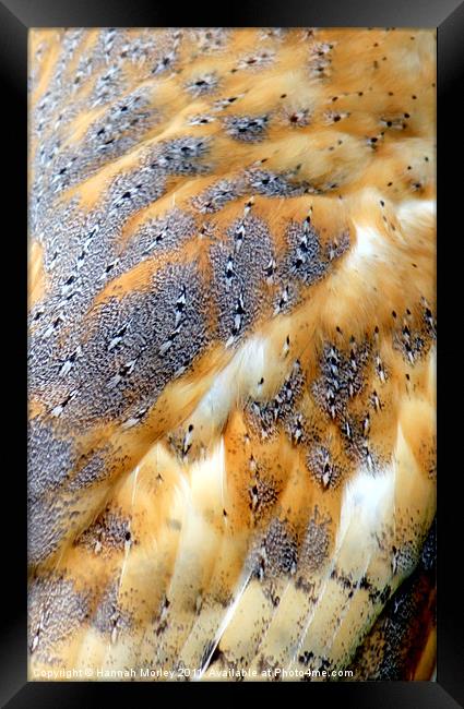 Barn Owl Feathers Framed Print by Hannah Morley