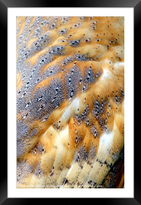Barn Owl Feathers Framed Mounted Print by Hannah Morley
