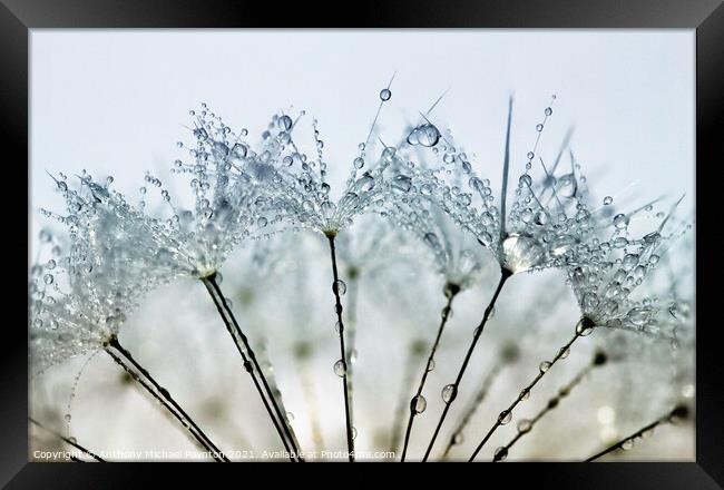 Pretty Water Droplets Framed Print by Anthony Michael 