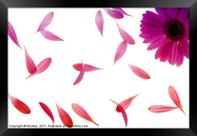 Pretty Falling Petals Framed Print by Anthony Michael 