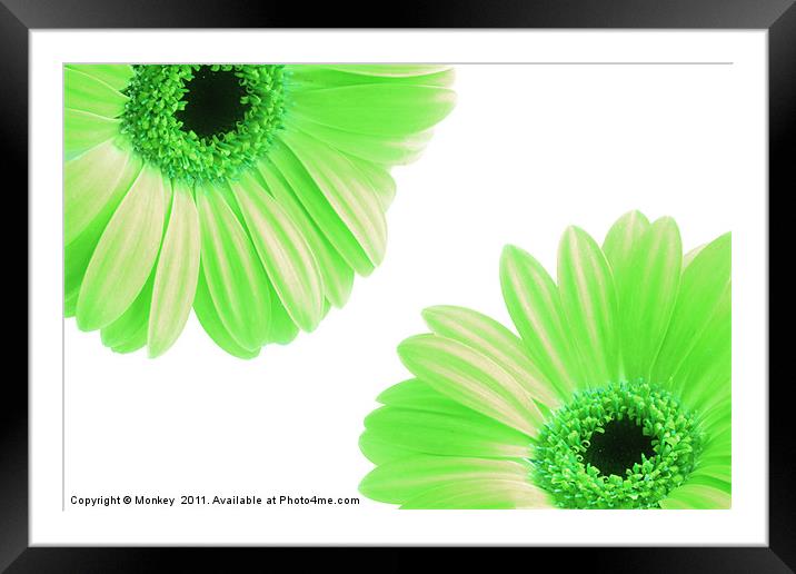 Green Gerbera Flowers On White Framed Mounted Print by Anthony Michael 