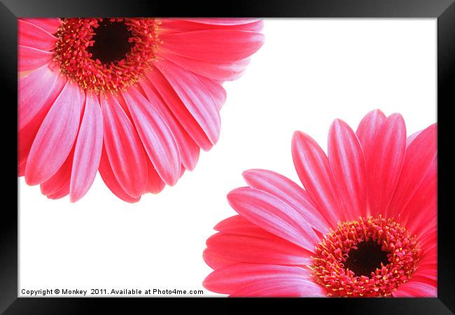 Red Gerbera Flowers On White Framed Print by Anthony Michael 