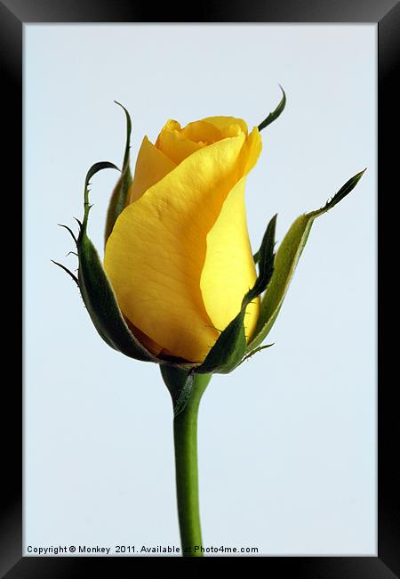 Single Yellow Rose Framed Print by Anthony Michael 
