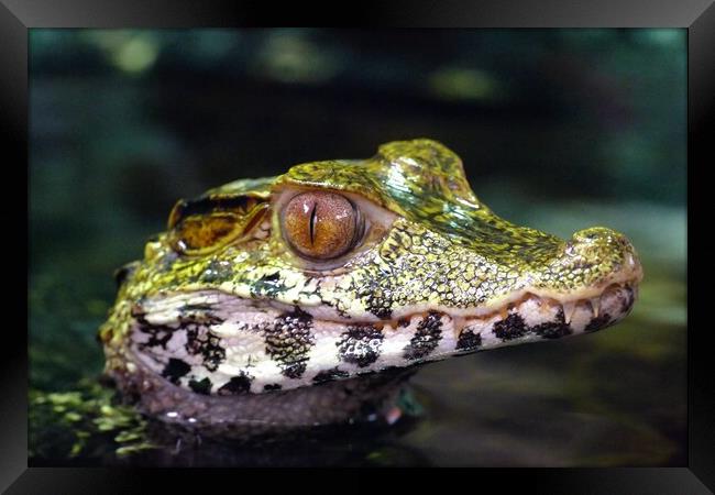 Cuvier's Dwarf Caiman  Framed Print by Anthony Michael 