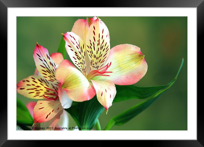 Alstroemeria - Peruvian Lily Framed Mounted Print by Anthony Michael 