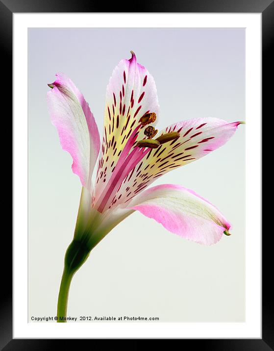 Alstroemeria Inca Lily Flower Framed Mounted Print by Anthony Michael 