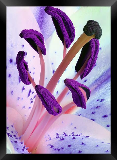 Stargazer Stamens Framed Print by Anthony Michael 