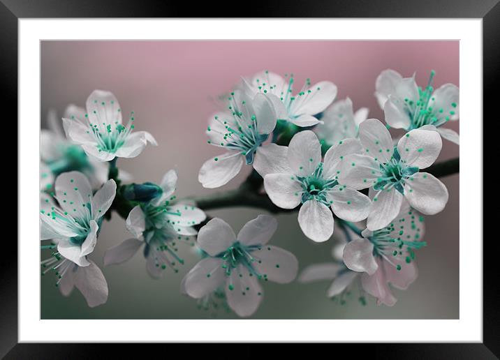 Teal Blossom Framed Mounted Print by Anthony Michael 