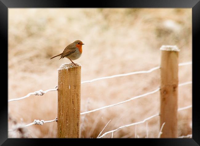 The European Robin Framed Print by Anthony Michael 