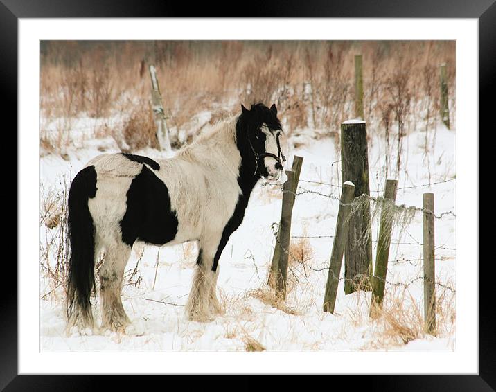 Snowy Solitude Framed Mounted Print by Anthony Michael 