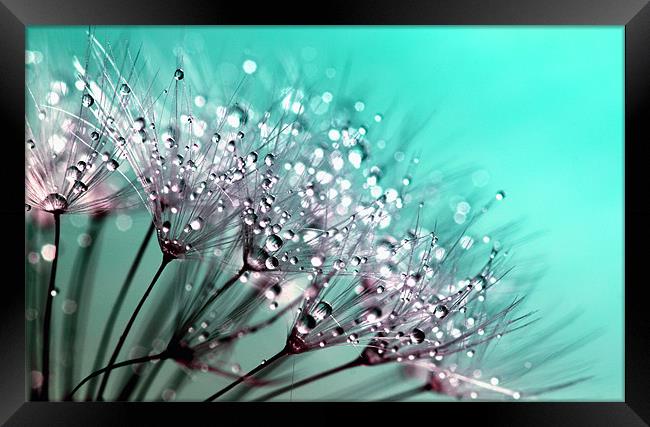 Water Droplets Blue Framed Print by Anthony Michael 