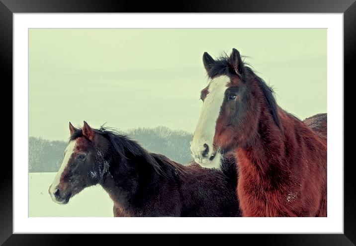 Horses in winter Framed Mounted Print by Anthony Michael 