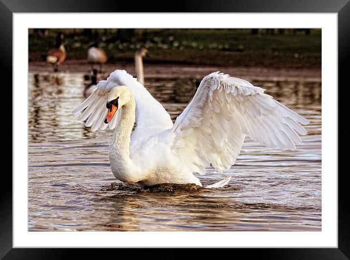 Feathered Elegance Framed Mounted Print by Anthony Michael 