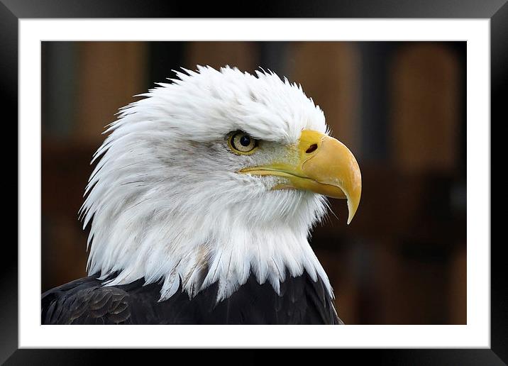  The Bald Eagle Framed Mounted Print by Anthony Michael 