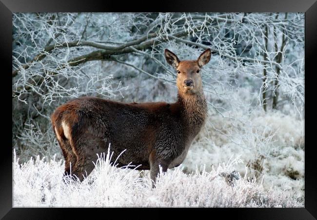 Lone Deer In Winter Framed Print by Anthony Michael 