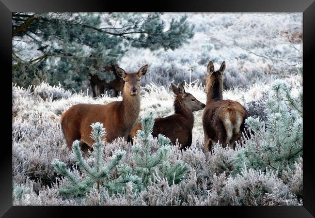 Deer Family In Winter Framed Print by Anthony Michael 