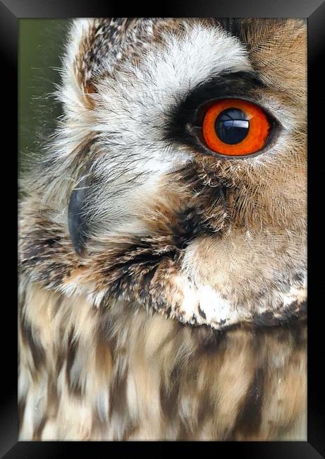 Owl Portrait  Framed Print by Anthony Michael 