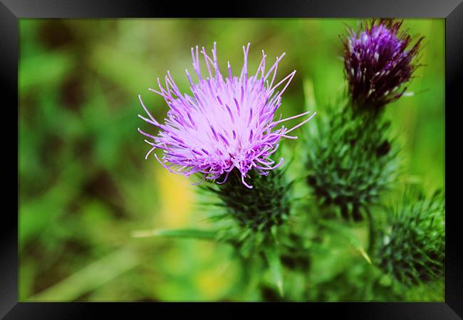Pink And Purple Scottish Thistles Framed Print by Anthony Michael 