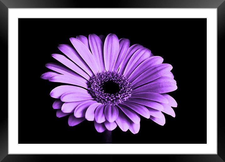 Purple Gerbera Flower Framed Mounted Print by Anthony Michael 