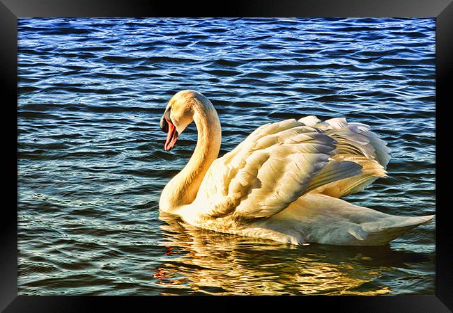 Golden Swan Framed Print by Anthony Michael 