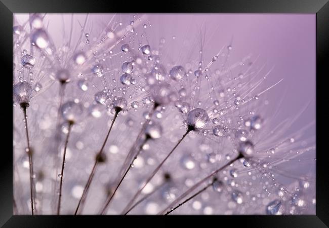 Purple Water Droplets Framed Print by Anthony Michael 