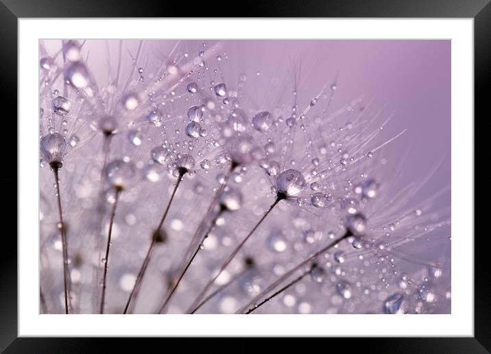 Purple Water Droplets Framed Mounted Print by Anthony Michael 
