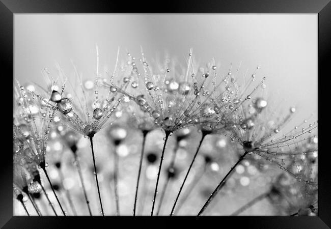 Water Droplets Black & White Framed Print by Anthony Michael 