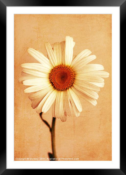 Large Daisy Flower Framed Mounted Print by Anthony Michael 