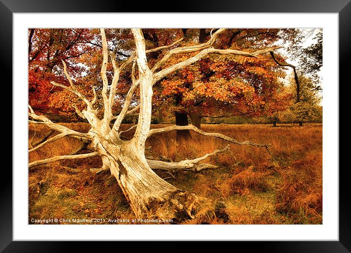 windfall Framed Mounted Print by Chris Manfield