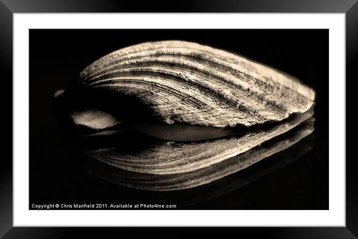 Shell Framed Mounted Print by Chris Manfield