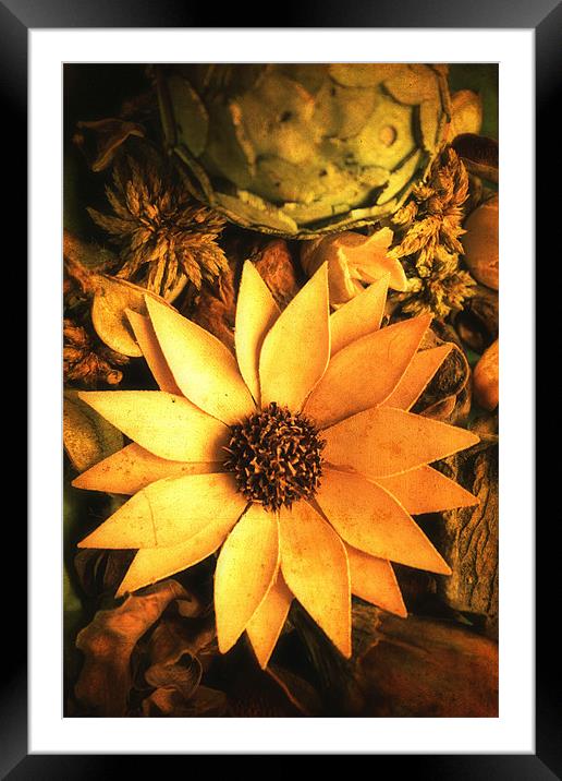 Flower Framed Mounted Print by Chris Manfield