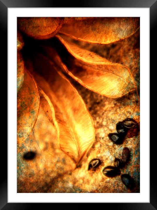seeds Framed Mounted Print by Chris Manfield