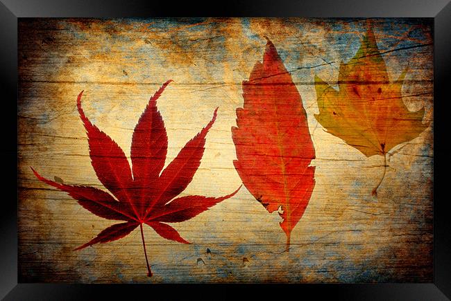 Autumn Leaves Framed Print by Chris Manfield