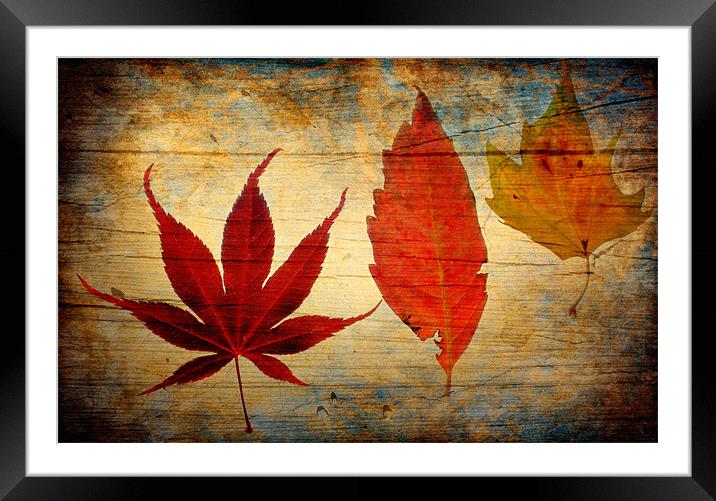 Autumn Leaves Framed Mounted Print by Chris Manfield