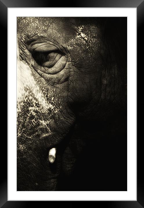 Elephantus Framed Mounted Print by Chris Manfield