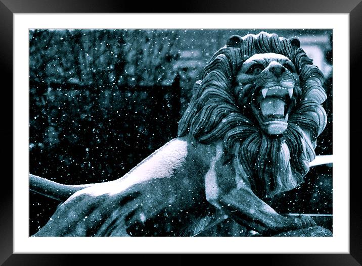 Lion Of Winter Framed Mounted Print by Chris Manfield