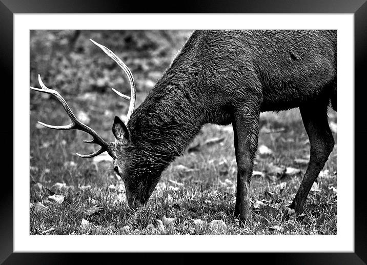 Windsor Deer Park Framed Mounted Print by Chris Manfield