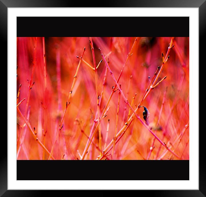 winter Colours Framed Mounted Print by Chris Manfield