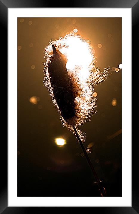 Bulrush Framed Mounted Print by Chris Manfield