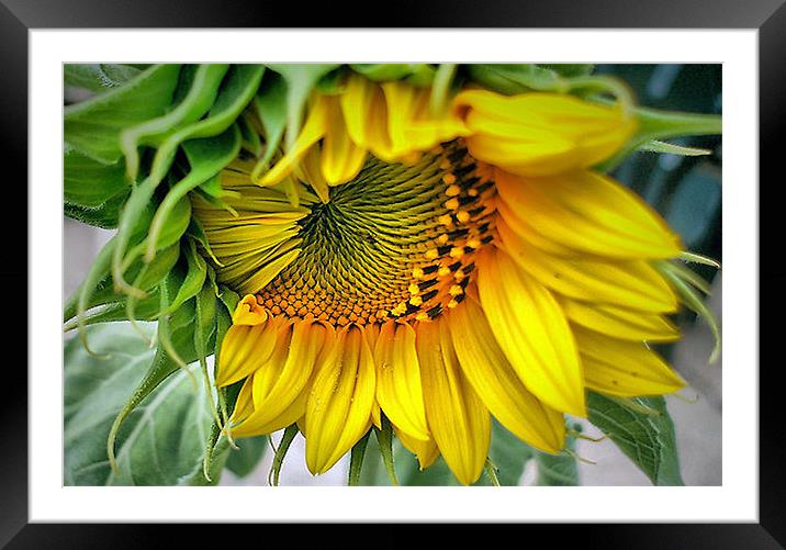 Rising Sun Framed Mounted Print by Pauline Simmonds